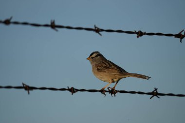 Dikenli tellere konmuş beyaz bir serçe..