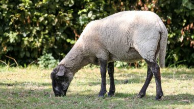 Otlakta otlayan koyunlar, kopyalanmış panoramik kırsal afişler. Yeşil bir çayırda otlayan tek bir koyunun olduğu panoramik kırsal bir manzara. Doğal çiftlik hayvanları imajı, tarım, sürdürülebilir tarım, kırsal ve pastoral tasarım temaları için ideal.