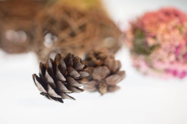 Işıkta bulanık arkaplanda tek bir çam kozalağı