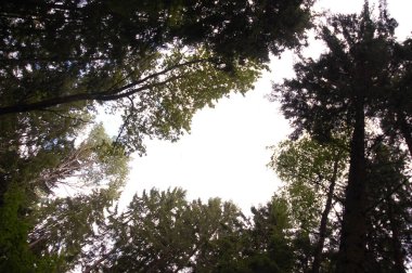 Büyürken alt açıdan ağaçlar