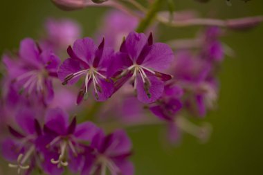 Vahşi çiçek makrosu ilkbahar ve yaz aylarında açar.
