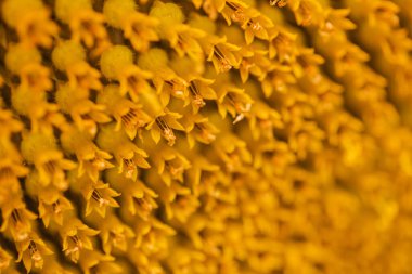 Sarı çiçek açan, taç yapraklı makro.