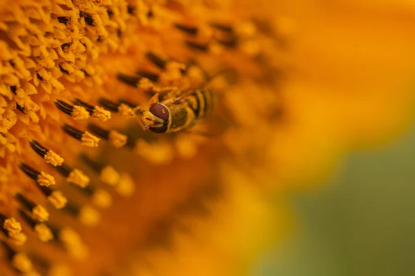 Gele Bloeiende Zonnebloem Macro Met Bij Vlieg — Stockfoto
