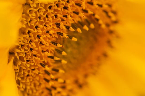 Gelb Blühendes Sonnenblumen Makro Mit Blütenblättern — Stockfoto