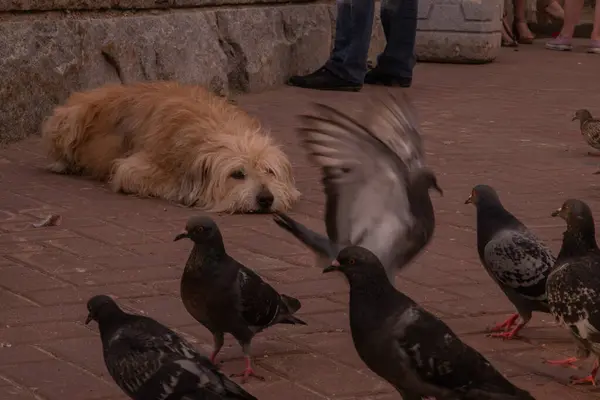 Ein Hund Mit Langen Haaren Und Einem Haufen Tauben — Stockfoto