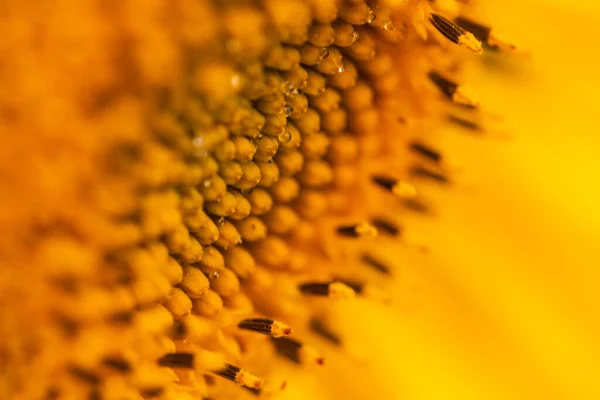 Macro Girasol Floración Amarilla Con Pétalos — Foto de Stock