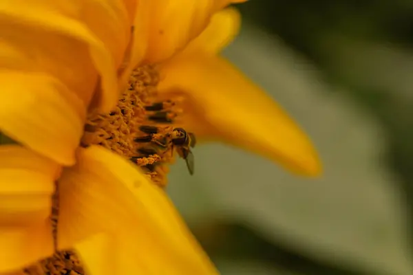 Yellow Blooming Sunflower Macro Bee Fly — Stock Photo, Image