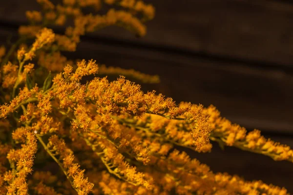Vahşi Çiçek Makrosu Ilkbahar Yaz Aylarında Açar — Stok fotoğraf