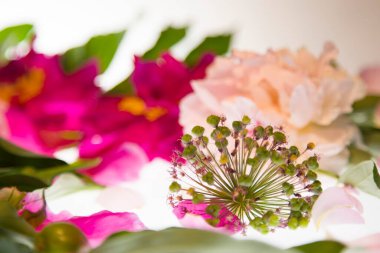 Beyaz arka planda taç yaprakları olan pembe çiçekli şakayık makro.