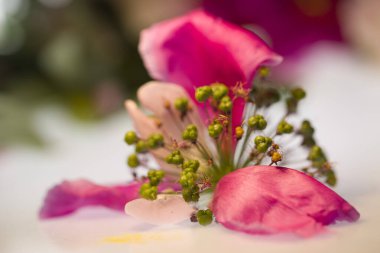 Beyaz arka planda taç yaprakları olan pembe çiçekli şakayık makro.