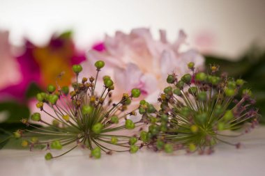 Beyaz arka planda taç yaprakları olan pembe çiçekli şakayık makro.