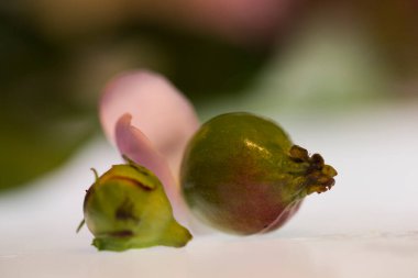 Beyaz arka planda taç yapraklarıyla süslenmiş küçük yeşil elma.