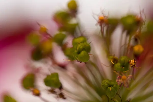 Roze Bloemen Pioenroos Macro Met Bloemblaadjes Witte Achtergrond — Stockfoto