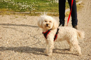 Yürüyüşte küçük bej bir kaniş.