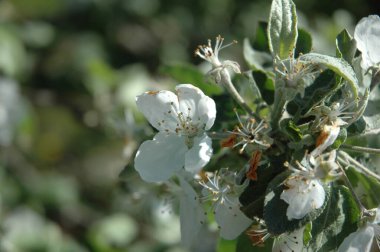 Yazın açan beyaz çiçekler.