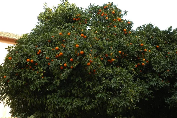 Апельсин Спелыми Фруктами — стоковое фото