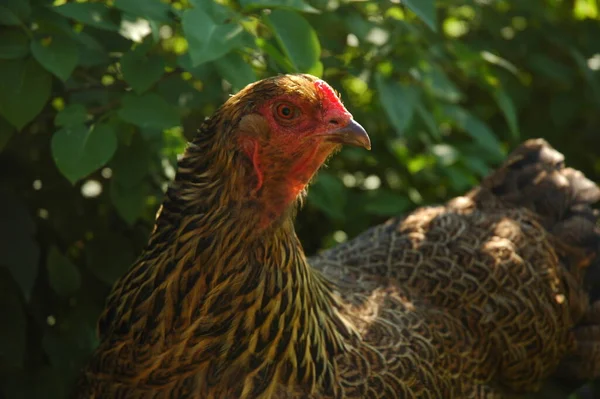 Portrait Coq Sur Une Ferme — Photo