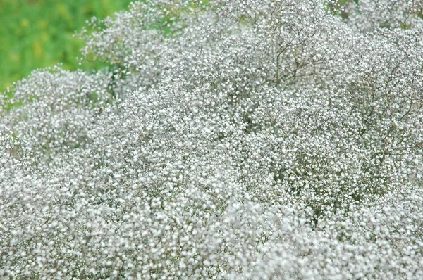 Arkaplan Olarak Küçük Beyaz Çiçekler — Stok fotoğraf