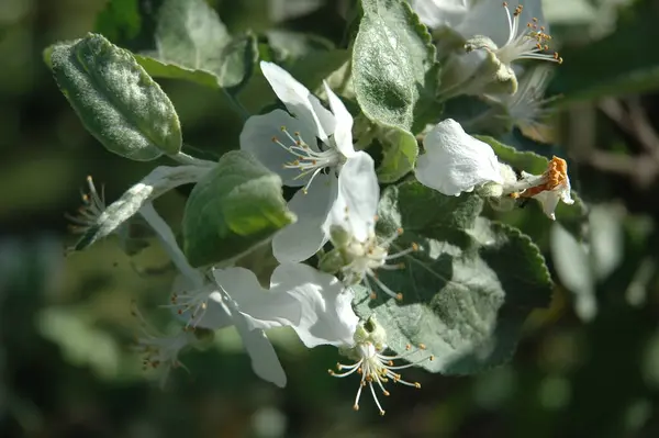 Vita Blommor Blommande Träd Sommaren — Stockfoto