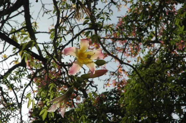 Vild Blomma Makro Blomma Våren Och Sommaren — Stockfoto