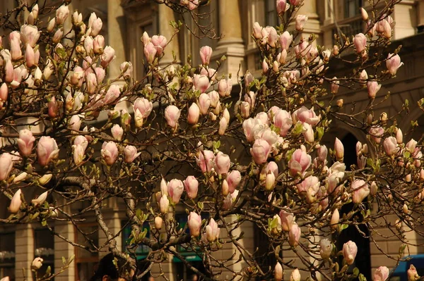 Katedra Mediolanie Kwiecistym Makro Magnolia — Zdjęcie stockowe