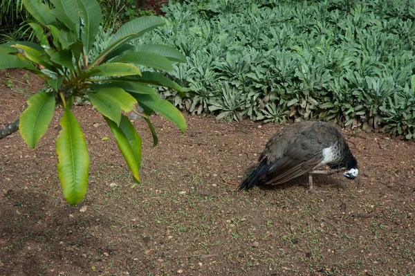 Peahen Caminando Campo —  Fotos de Stock