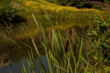 Yazın bir gölün üzerindeki çim.