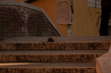 Venedik 'te merdivenlerde bir sıçan. Köprü Vakfı rahipleri