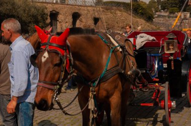 Koşum takımında at portresi