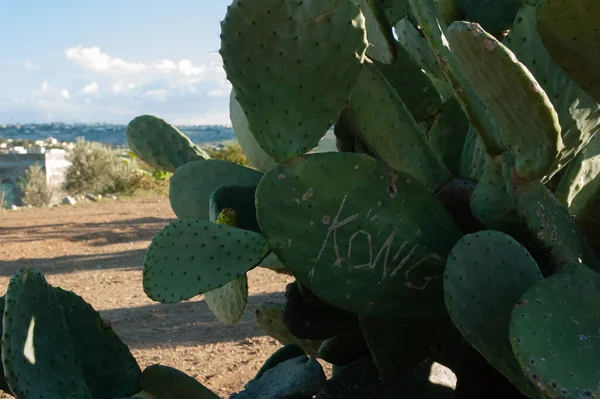 Cactus Fruit Desert — Stock Photo, Image