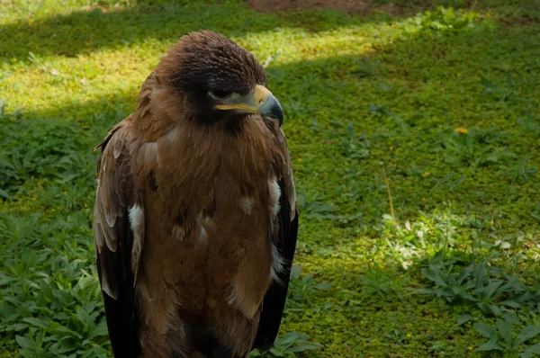 Portrait Aigle Sur Fond Herbe Verte — Photo