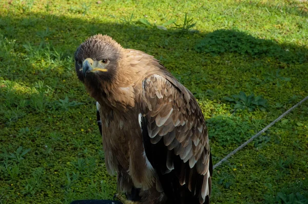 Eagle Πορτρέτο Πράσινο Φόντο Γρασίδι — Φωτογραφία Αρχείου