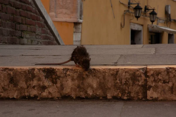 Eine Ratte Auf Einer Treppe Venedig Worte Zum Hintergrund Priester — Stockfoto