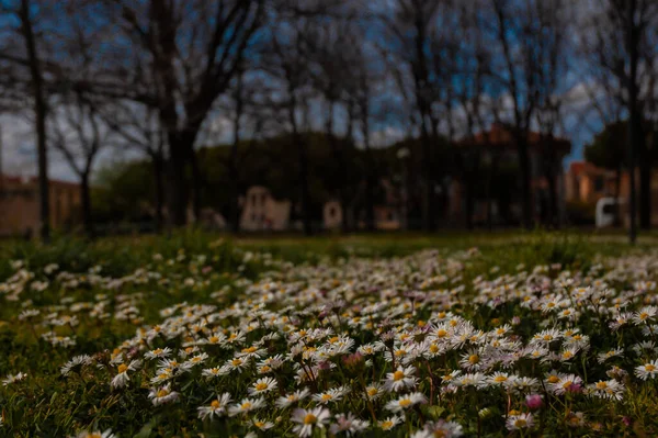 Camomila Blanca Flores Prado Italia — Foto de Stock