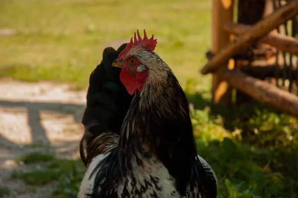 Portrait Coq Sur Une Ferme — Photo