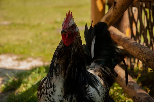 Rooster Portrait Farm — Stock Photo, Image