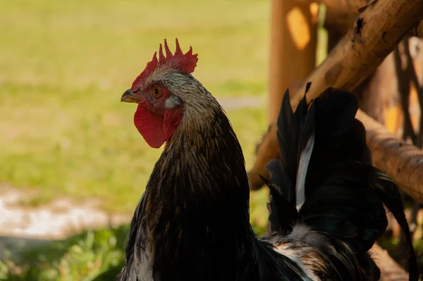 Portrait Coq Sur Une Ferme — Photo