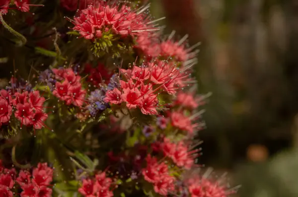 Dziki Kwiat Makro Kwitną Wiosną Latem — Zdjęcie stockowe