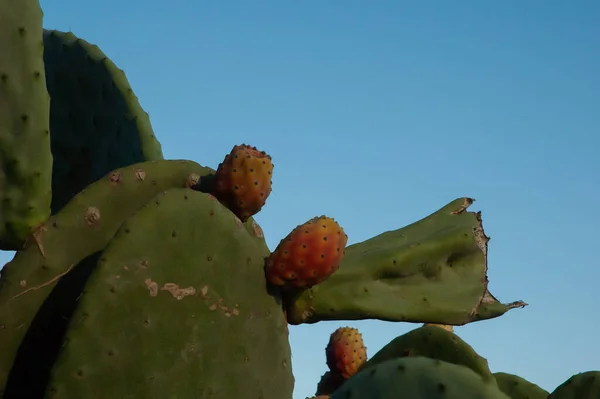 Cactus Fruit Desert — Stock Photo, Image