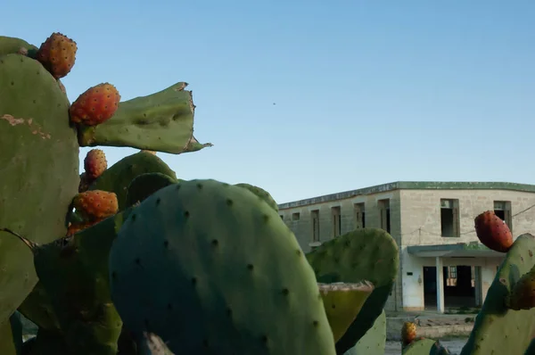 Cactus Fruit Desert — Stock Photo, Image