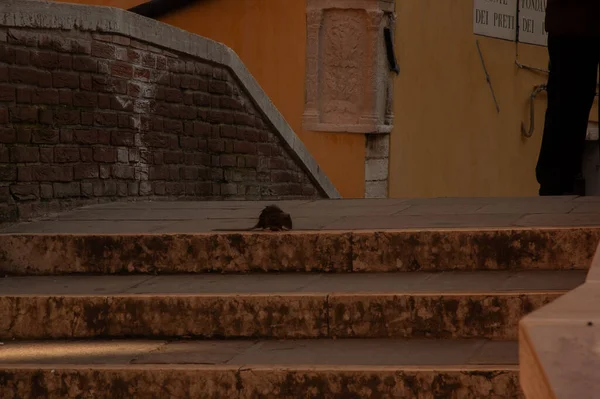 Venedik 'te merdivenlerde bir sıçan. Köprü Vakfı rahipleri