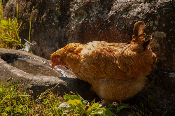 Une Poule Rouge Dans Village Marchant — Photo