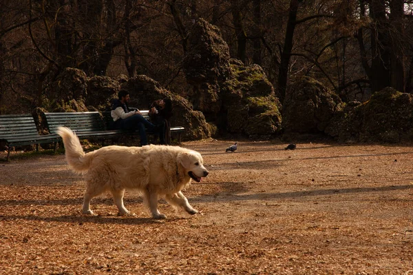 ラブラドール犬が公園を歩く — ストック写真