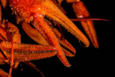 Su damlası ile kerevit pençesi makro