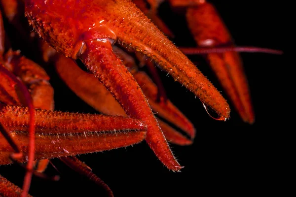 Crayfish Krallen Makro Mit Wassertropfen — Stockfoto