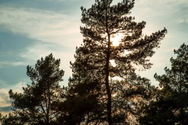 Yazın çam ağaçları ormanı