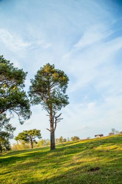 Yazın çam ağaçları ormanı