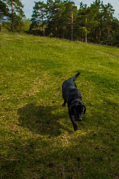 Svart Labrador Gräs Bakgrund — Stockfoto