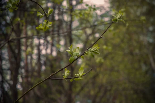 Lesní Borovice Létě — Stock fotografie