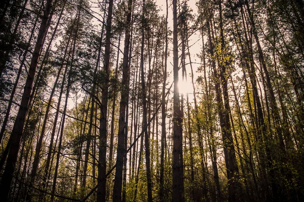 Bosque Pinos Verano — Foto de Stock